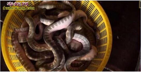 东南亚渔民大量捕捉海蛇 知道海蛇毒性大还捕捉为那般！
