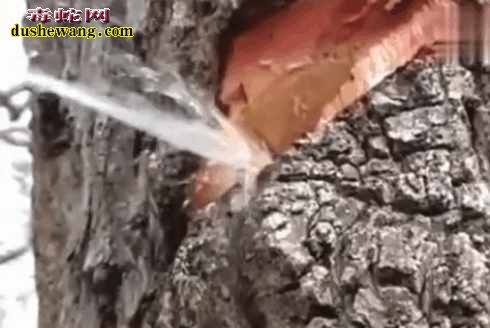 喷泉树