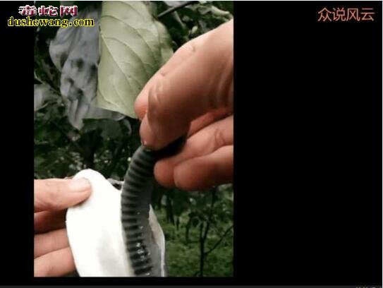 男子野外摘到蓝色“八月果” 剥开一看吓了一跳!