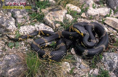 棕黑锦蛇寿命