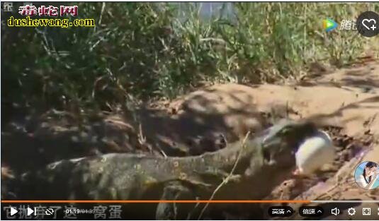 尼罗河巨蜥视频