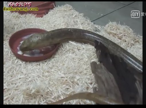 帝王蛇蜥视频