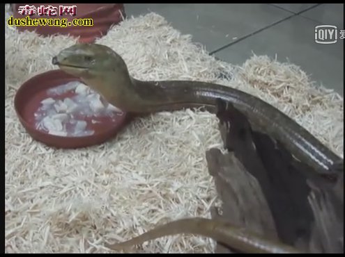 帝王蛇蜥视频