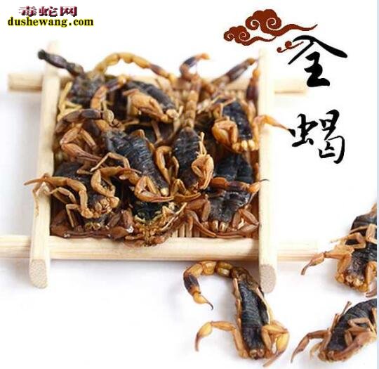 中药全蝎图片
