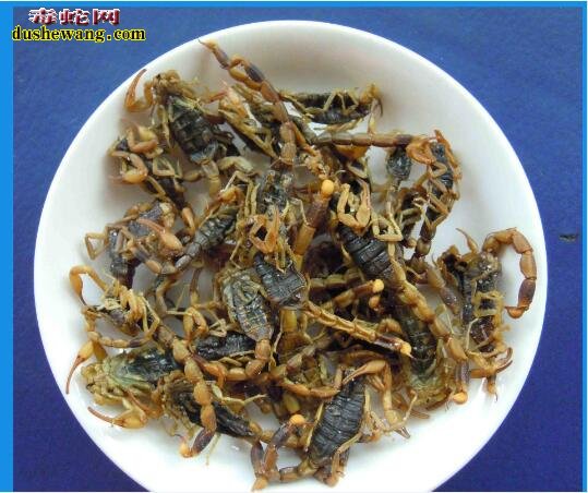 中药全蝎图片