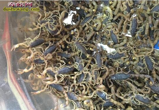 中药全蝎图片