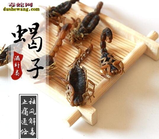 中药全蝎图片