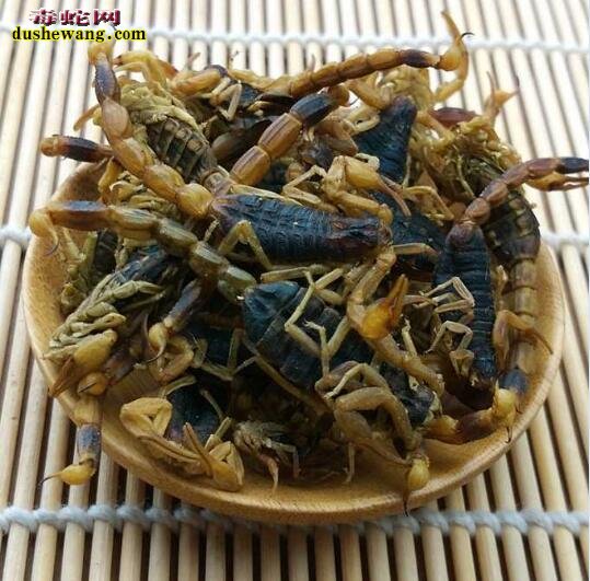 中药全蝎图片