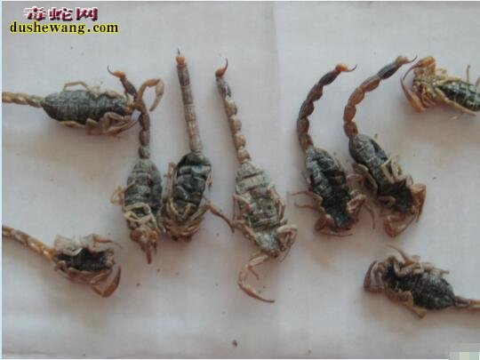 中药全蝎图片
