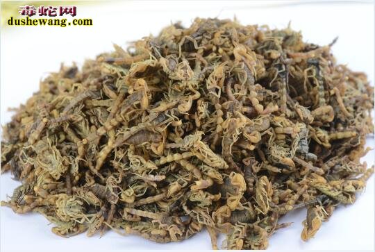 中药全蝎图片
