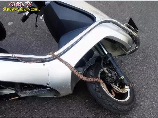 福州女子骑车 车把柄爬烙铁头毒蛇被咬伤！