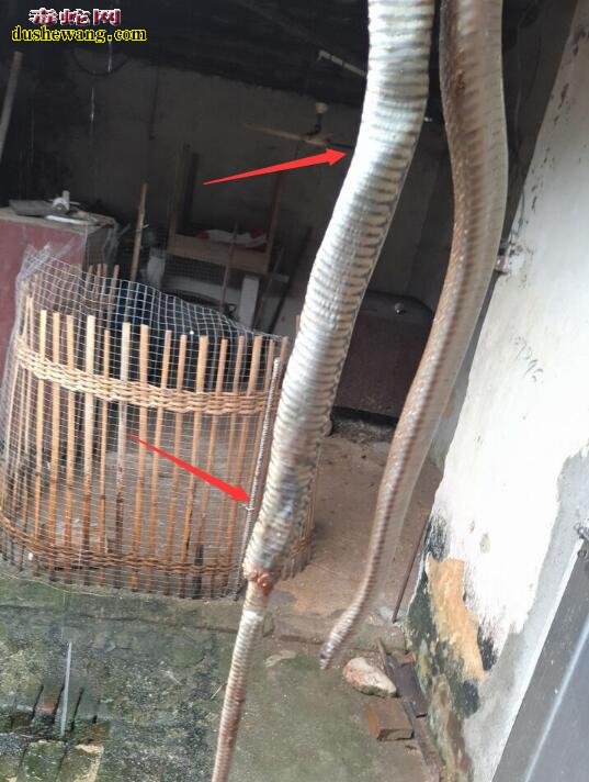 图解蛇友蛇肠炎问题