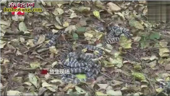 男子小车后备箱藏200条银环蛇 交警拦下当场放生!