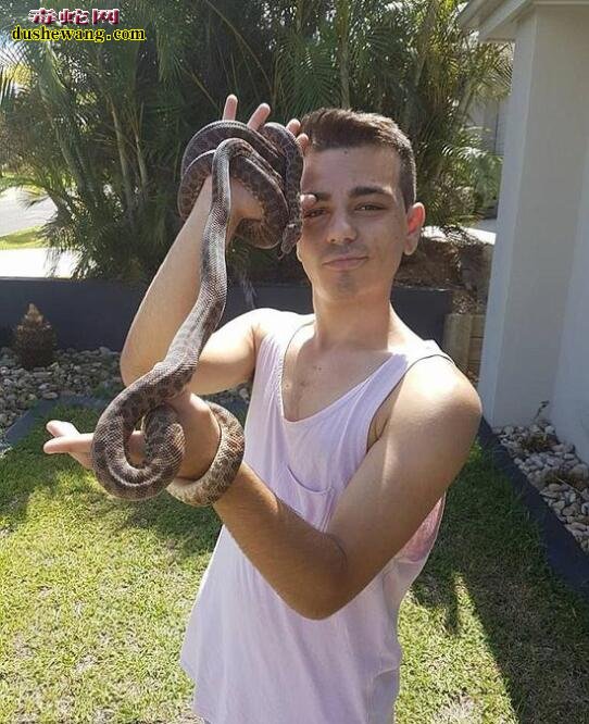澳洲19岁捕蛇人被宠物毒蛇咬伤危在旦夕