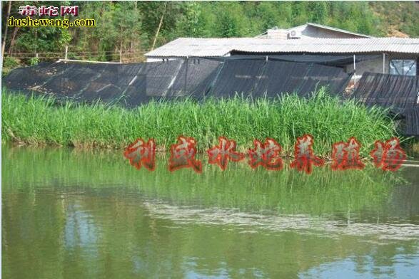 水蛇养殖场建设图