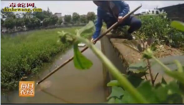 水蛇养殖场建设图