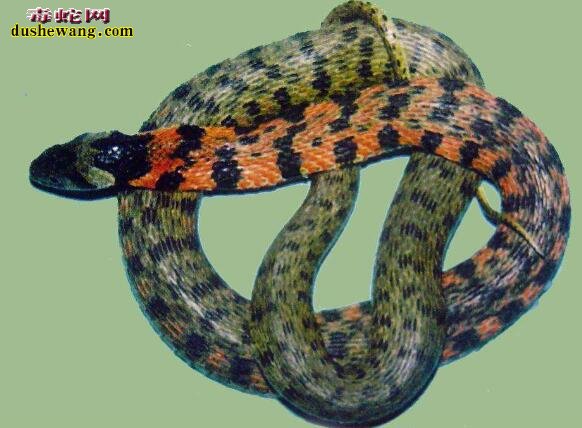 虎斑颈槽蛇图片