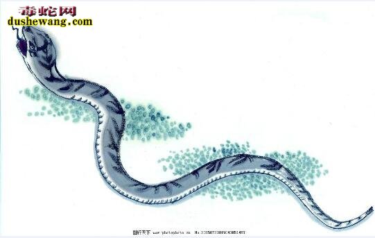 国画蛇图片7
