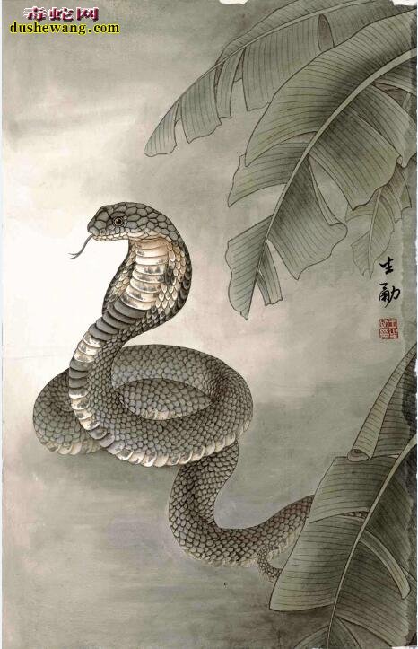 国画蛇图片9