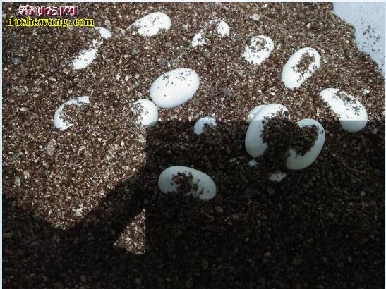 蛇蛋孵化需要注意“假湿”现象