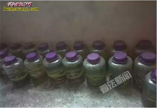 网上购买蛇酒可直播活蛇泡酒全过程 不少网友咋舌!