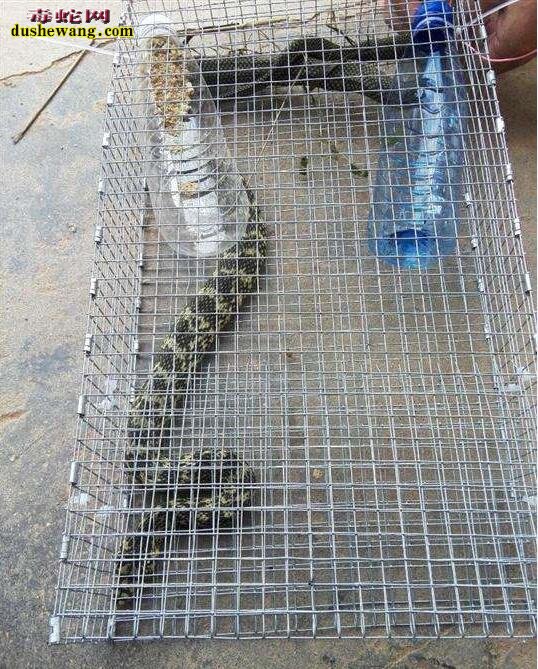 用笼子捕捉大王蛇 如何获得野生大王蛇种蛇