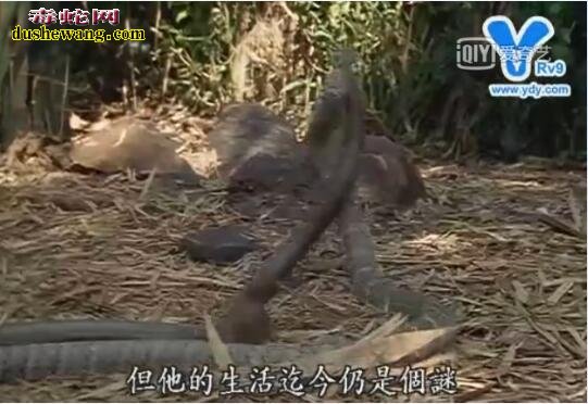 眼镜王蛇记录片:带你了解蛇类王者的霸气!