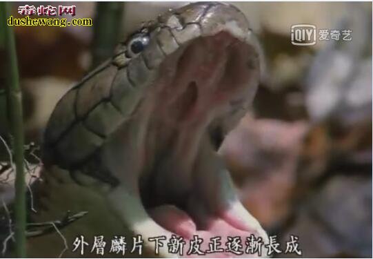 眼镜王蛇记录片：带你了解蛇类王者的霸气！
