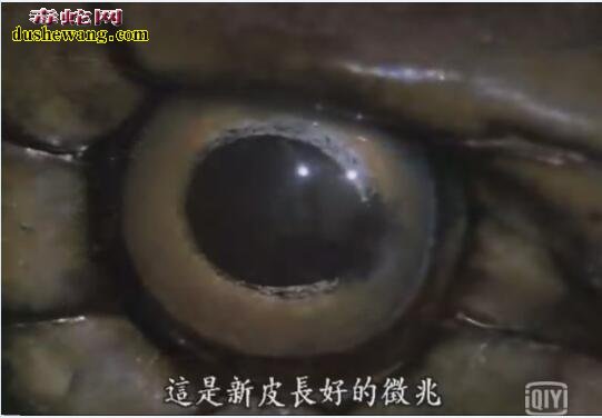 眼镜王蛇记录片：带你了解蛇类王者的霸气！
