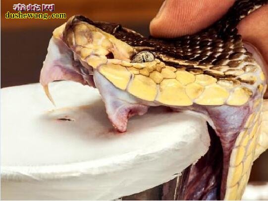 眼镜蛇怎样抽毒 眼镜蛇采集毒液的及干燥方法