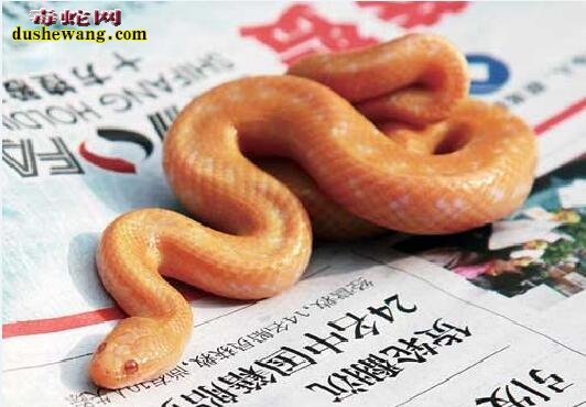 白化中华水蛇