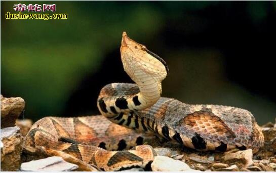 蝮蛇种类毒性最强是哪种蛇？