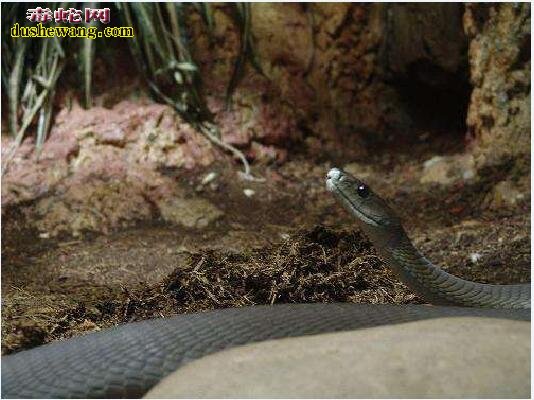 黑曼巴蛇能在中国饲养吗？