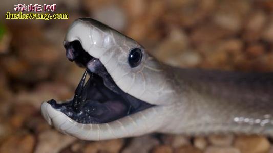黑曼巴蛇吃眼睛蛇会不会被毒死？