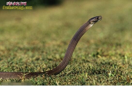 黑曼巴蛇吃眼睛蛇会不会被毒死？