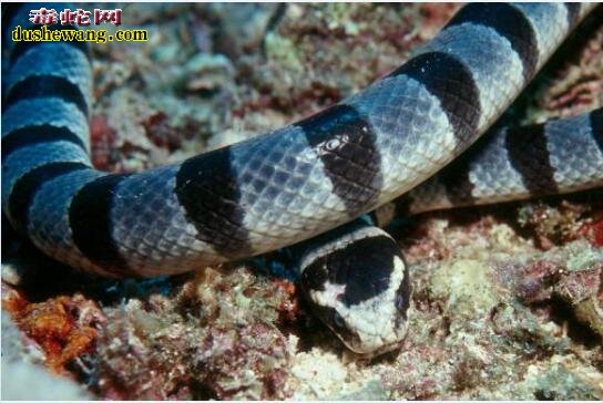 全球十大危险蛇类 内陆太攀蛇不是第一！