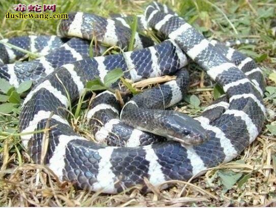 全球十大危险蛇类 内陆太攀蛇不是第一！