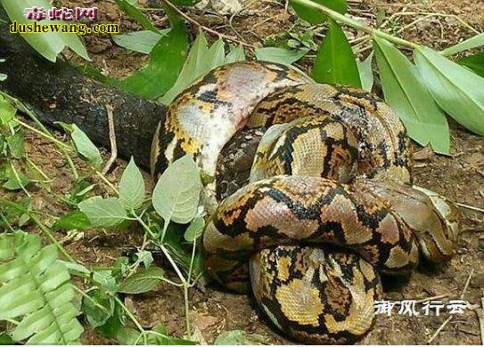 实拍：世界最大毒蛇眼镜王蛇 猎杀最大蟒蛇网纹蟒