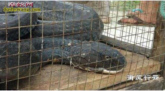 实拍：世界最大毒蛇眼镜王蛇 猎杀最大蟒蛇网纹蟒