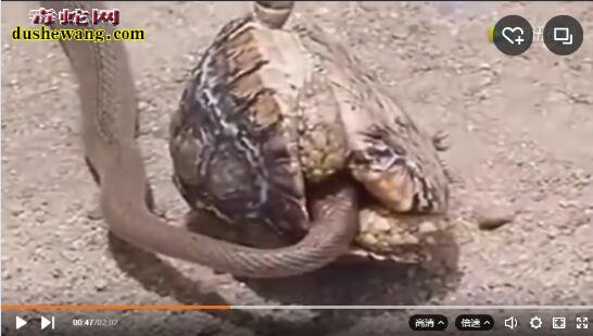 掏肛鬣狗遇上巨蟒 超强护甲乌龟遇到毒蛇会是怎么样？