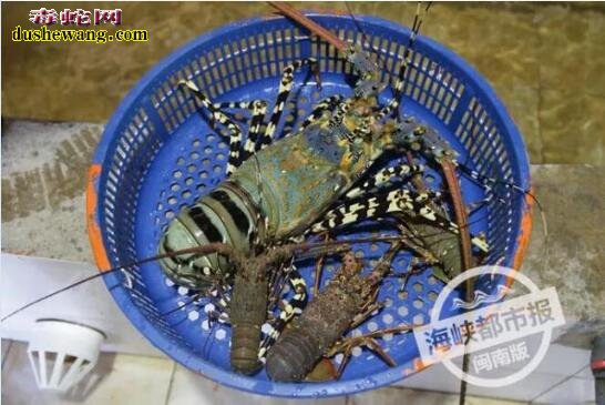 福建渔民捕获天价神虾 长达1.4米(中华锦绣龙虾)