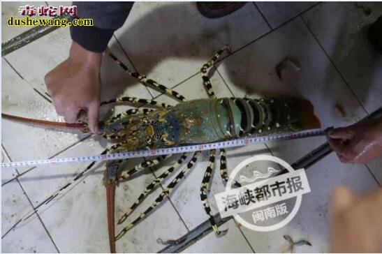 福建渔民捕获天价神虾 长达1.4米（中华锦绣龙虾）