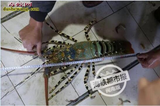 福建渔民捕获天价神虾 长达1.4米(中华锦绣龙虾)