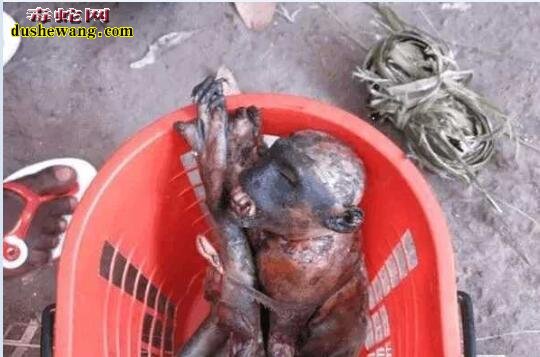 都说广东人啥都敢吃?看看中缅边境菜市场“大补”