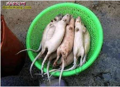 都说广东人啥都敢吃?看看中缅边境菜市场“大补”