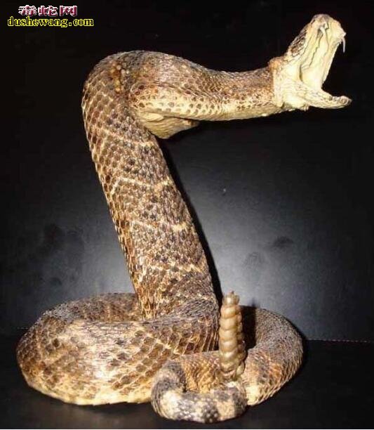 响尾蛇的外形特征