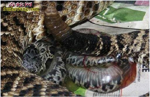 响尾蛇的繁殖方式