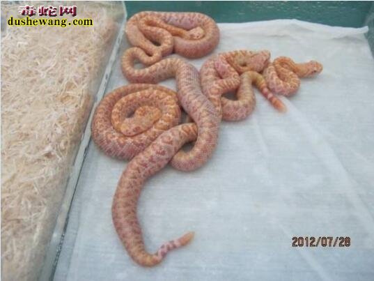 响尾蛇的繁殖方式