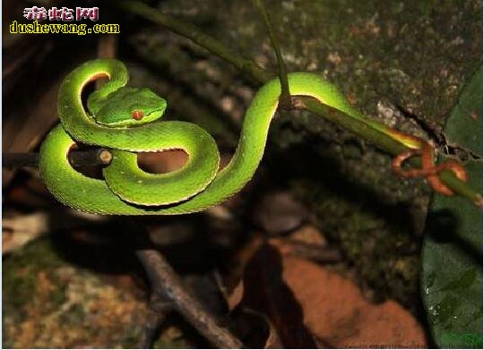 竹叶青蛇的形态特征