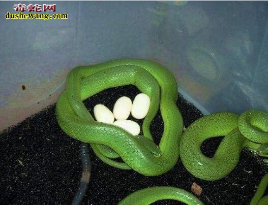 翠青蛇的区分与繁殖